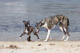 WHIPPET 296